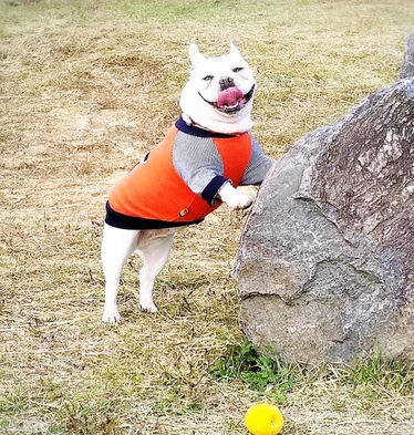 ＜わんちゃんとの旅行/食事なし＞愛犬と一緒素泊りプラン